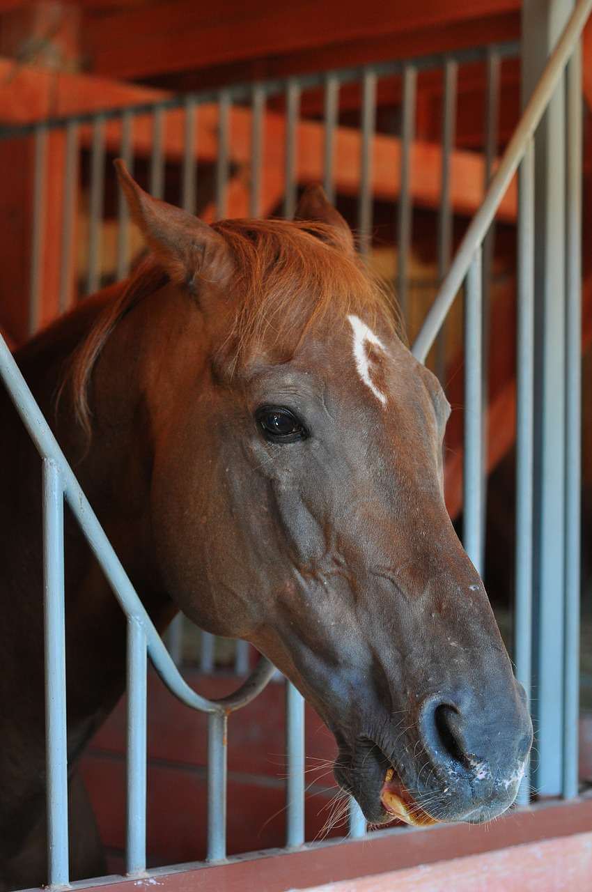 A brown horse with a white spot on its forehead