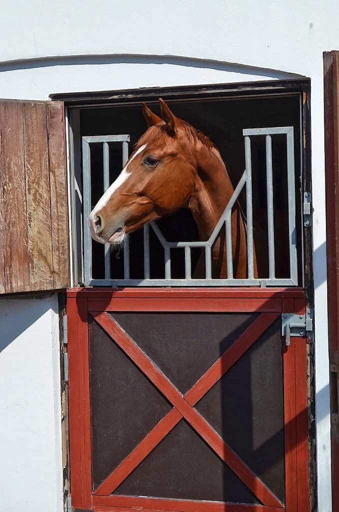 A brown horse is looking out of a stable door