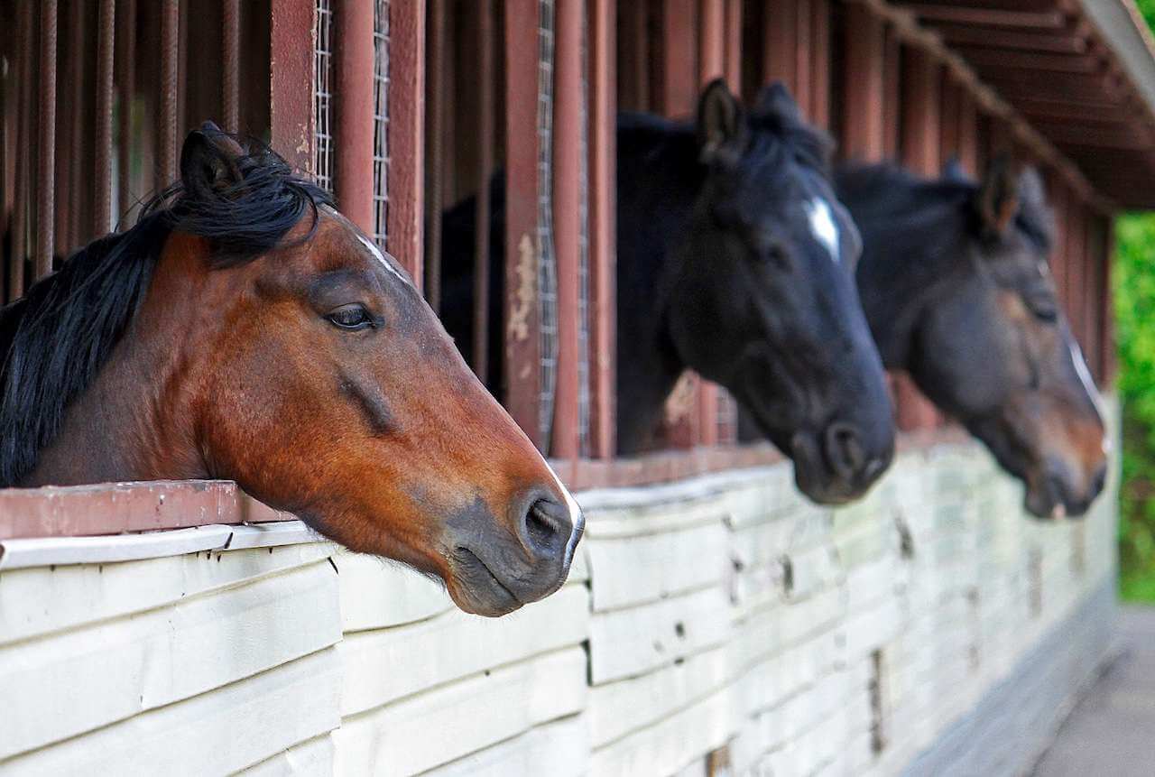 A row of horses standing next to each other in a stable.