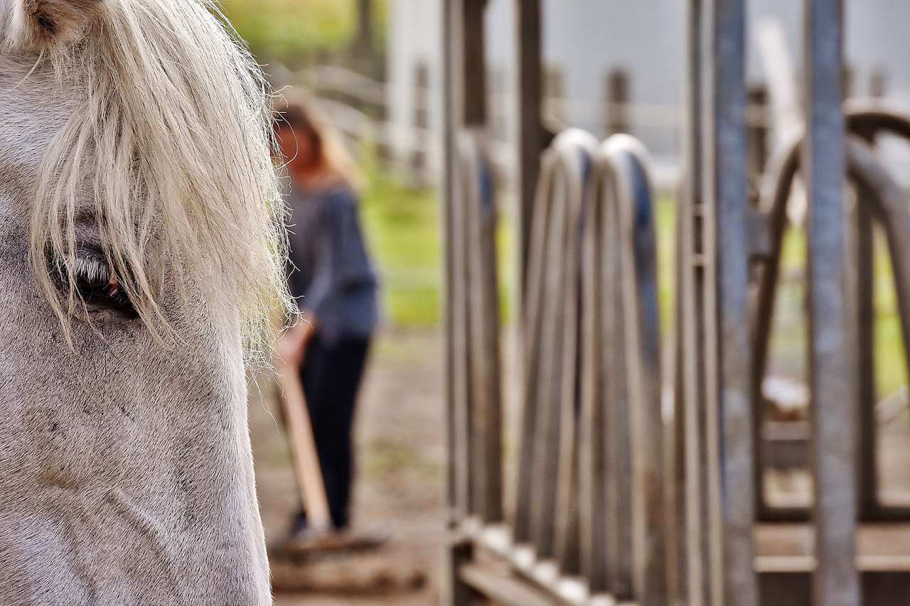 A close up of a horse 's head with a woman in the background.