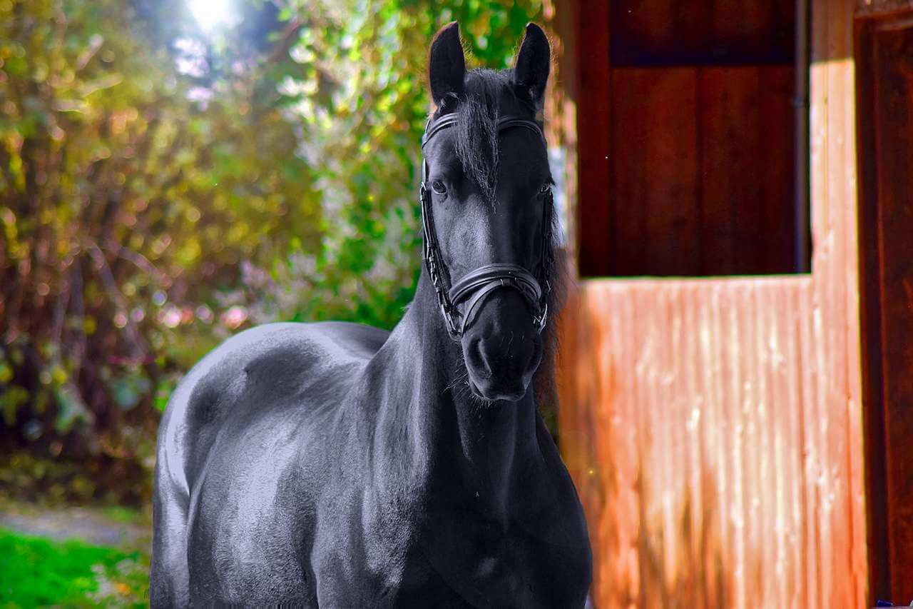 A black horse is standing in front of a wooden stable.