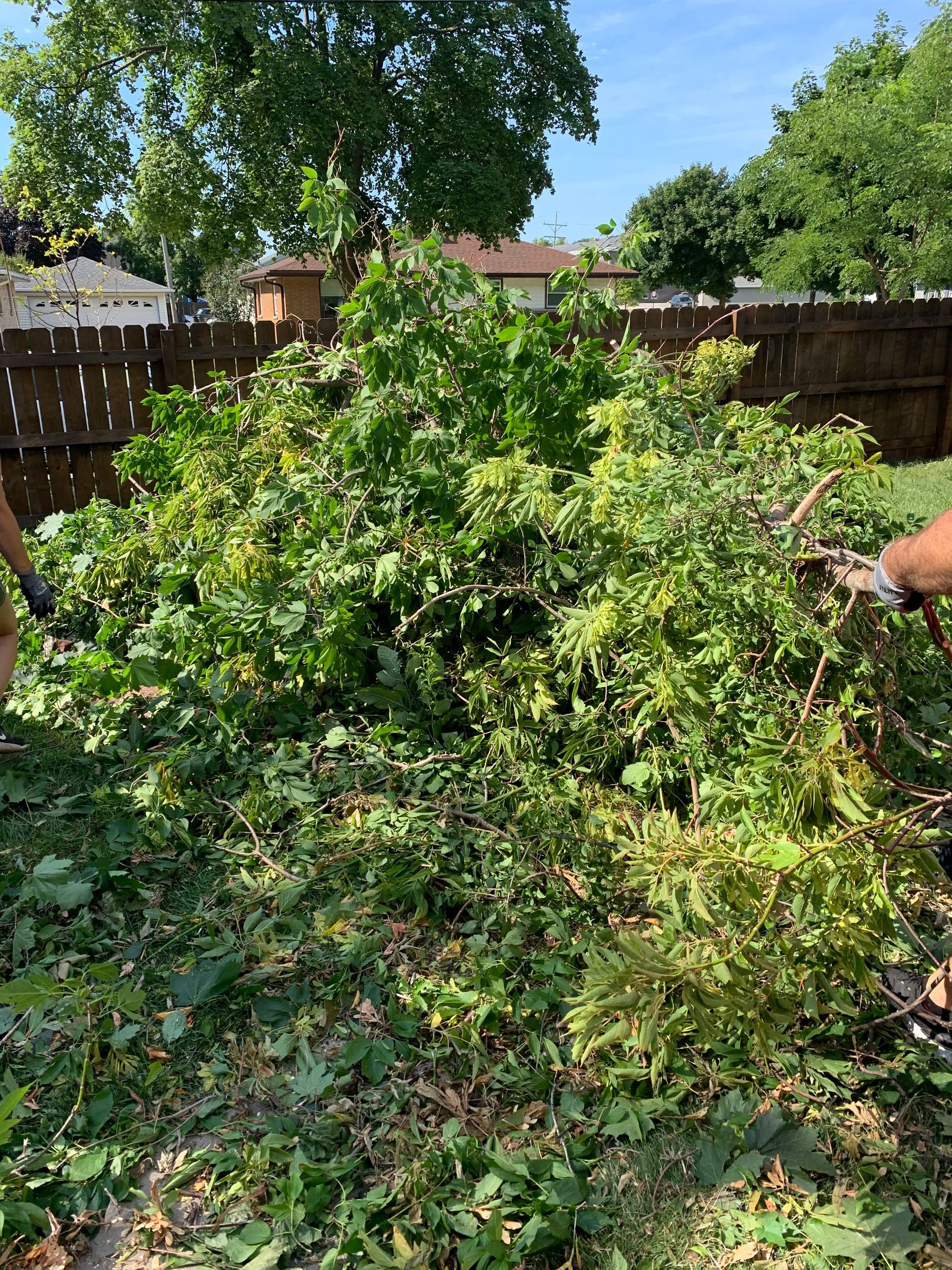 a person is cutting a tree in a backyard .