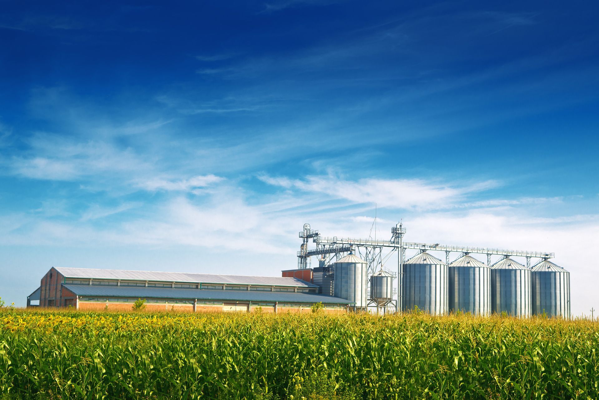 Field of green crops with industrial grain silos and blue sky.