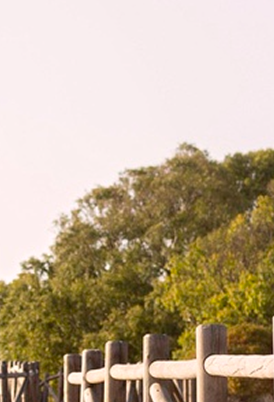 Wooden fence along a tree-lined area with a pale sky above.