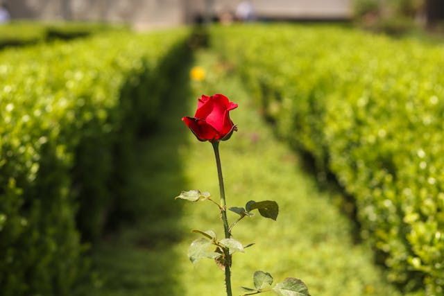 Single red rose in garden honoring life at Fawn Grove, PA funeral home and cremations
