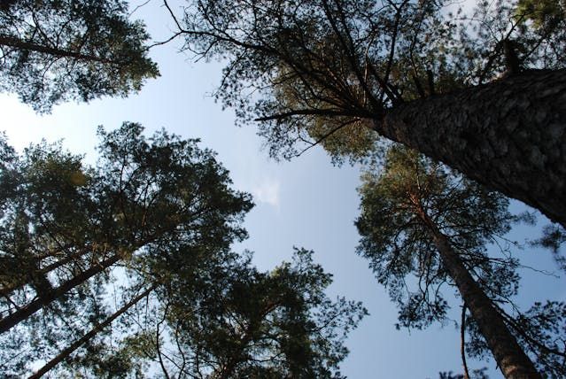 Tall trees reaching sky symbolizing remembrance at Fawn Grove, PA funeral home and cremations