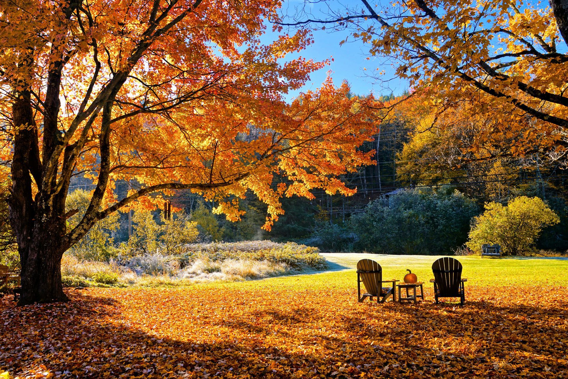 Autumn scene: two chairs sit under trees with orange leaves on a sunny day.