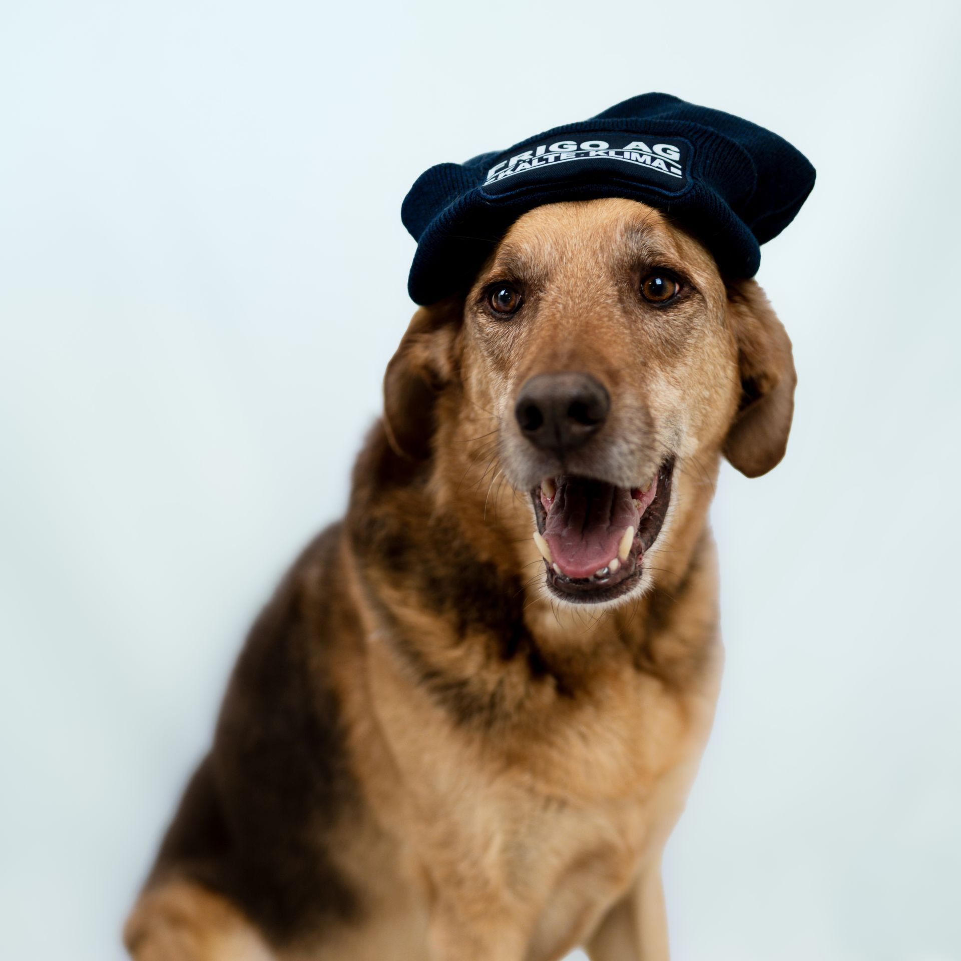 Hund mit braun-schwarzem Fell, der einen dunkelblauen Hut trägt und mit offenem Maul lächelt.