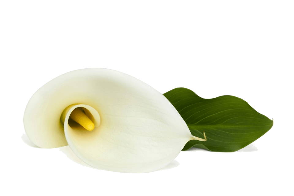 calla bianca