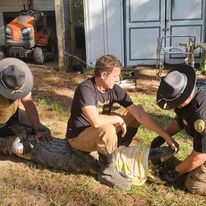 Three men are kneeling down next to a crocodile in the grass.