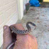 A person is holding a small snake in their hand.