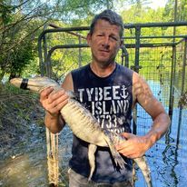 A man is holding a large alligator in his hands.