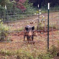 A wild boar is standing in a fenced in area.