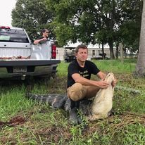 A man is kneeling next to a large alligator in the grass.