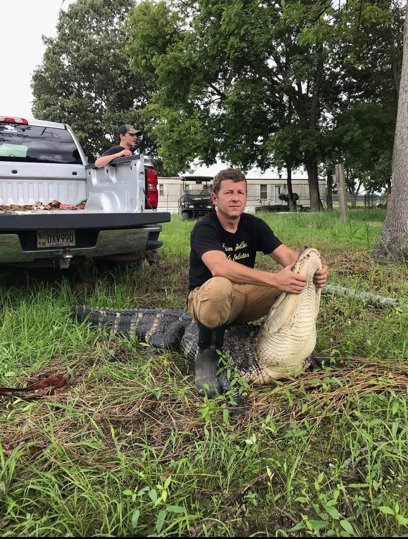 A man is kneeling down next to a large alligator in a field.