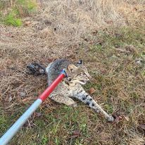 A cat is laying in the grass next to a rake.