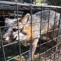 A fox is in a cage and looking out of it.
