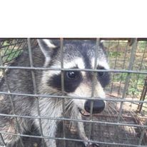 A raccoon is sitting in a cage and looking through the bars.