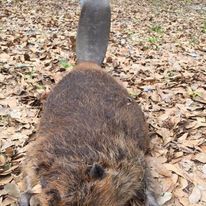 A close up of a beaver laying on top of a pile of leaves.