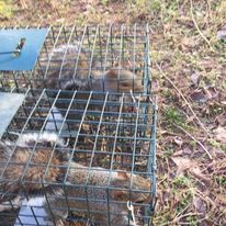 A couple of squirrels are sitting in a wire cage.