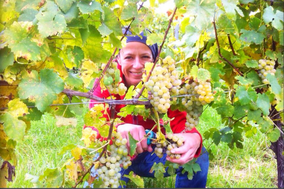 Blick durch die Weinreben