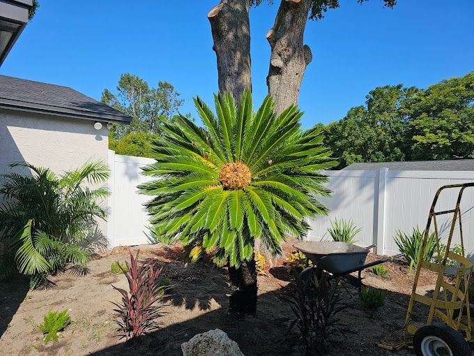 tree planting new port richey fl