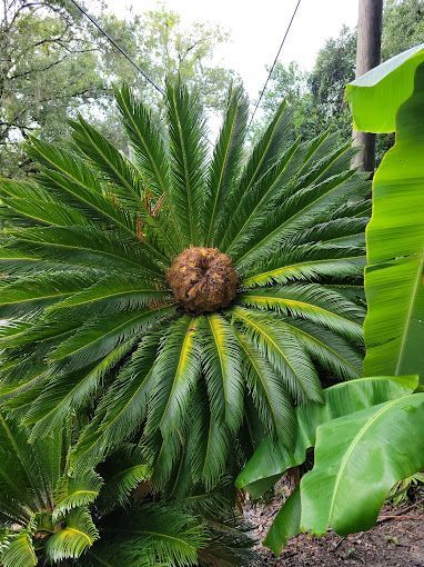 landscape design new port richey fl