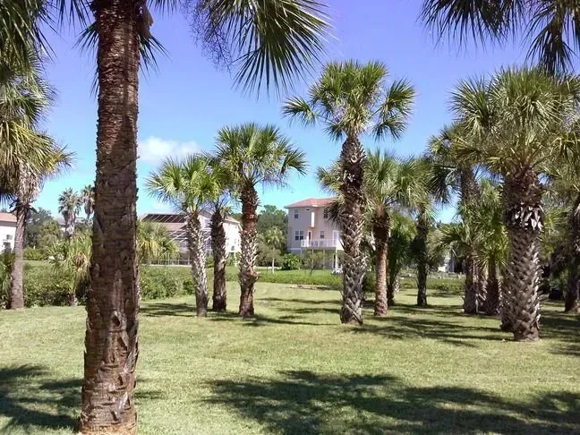 tree trimming services new port richey fl tree trimming services new port richey fl
