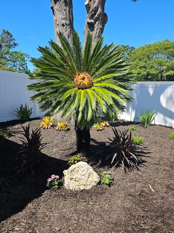 A large palm-like succulent in a landscaped yard with dark mulch, white fence, and blue sky.