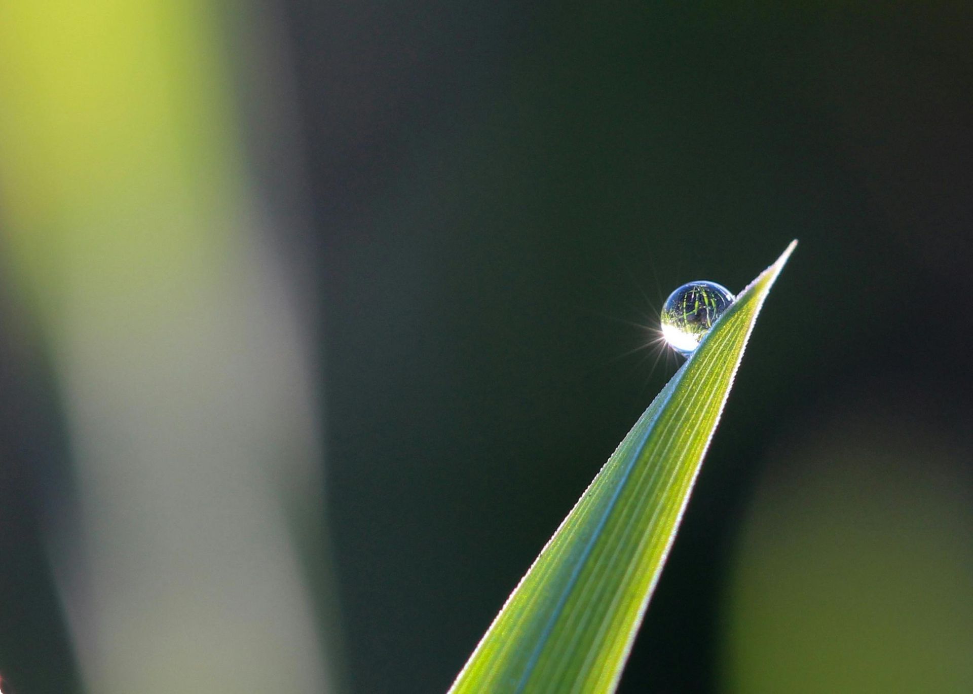 Close-up of a blade of green grass with a single water droplet, reflecting sunlight, against a blurred dark background.