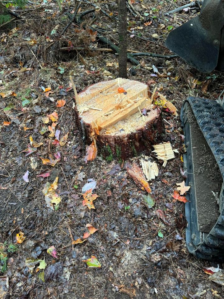 A tree stump is sitting on the ground in the woods.