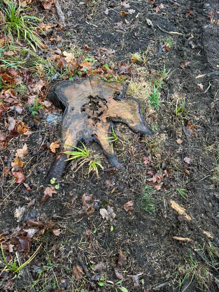 Tree stump with exposed roots in wet, leafy soil.