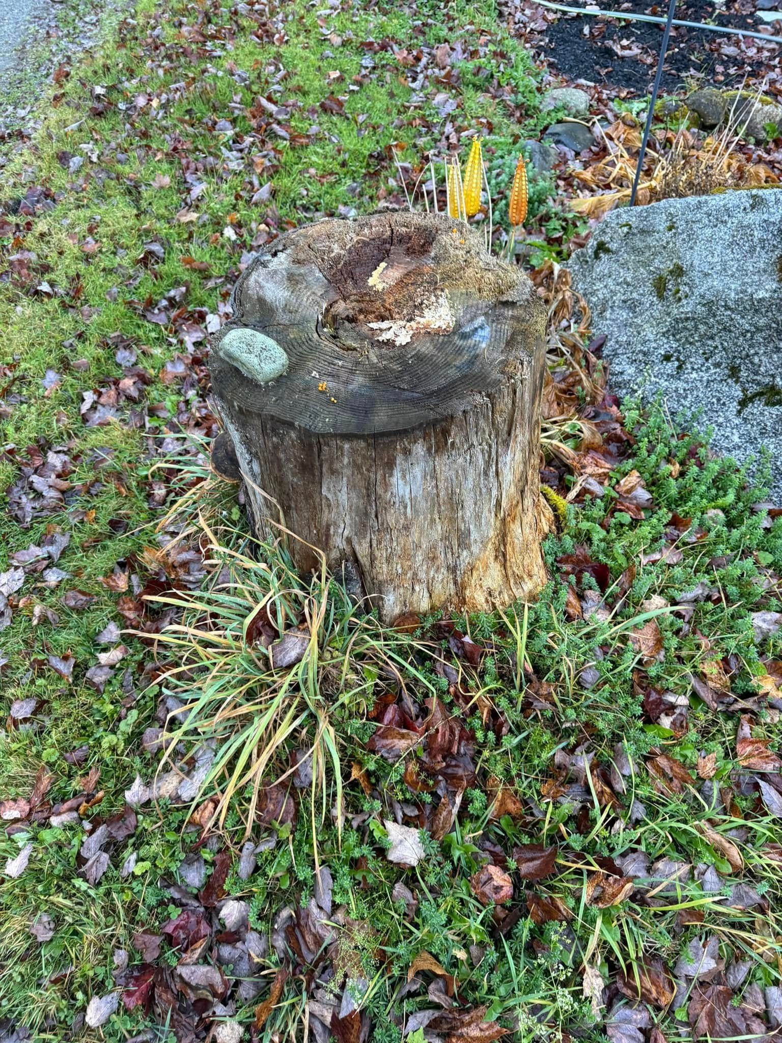 A tree stump is sitting in the middle of a lush green field.