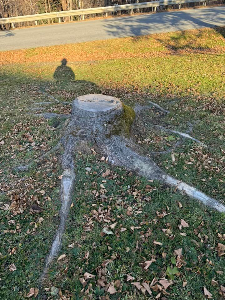 A tree stump with roots in the grass next to a road.