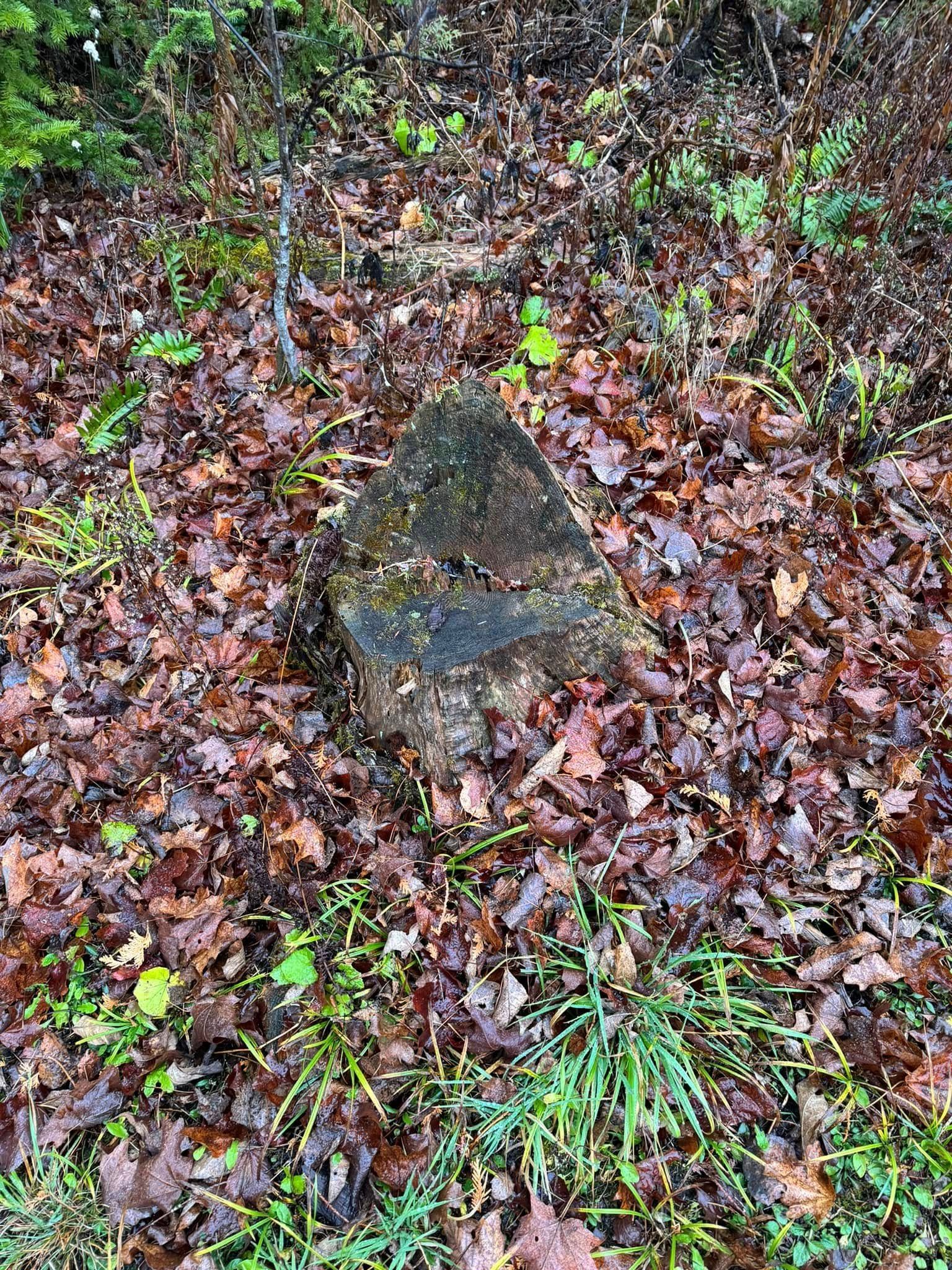 A tree stump is sitting in the middle of a pile of leaves.