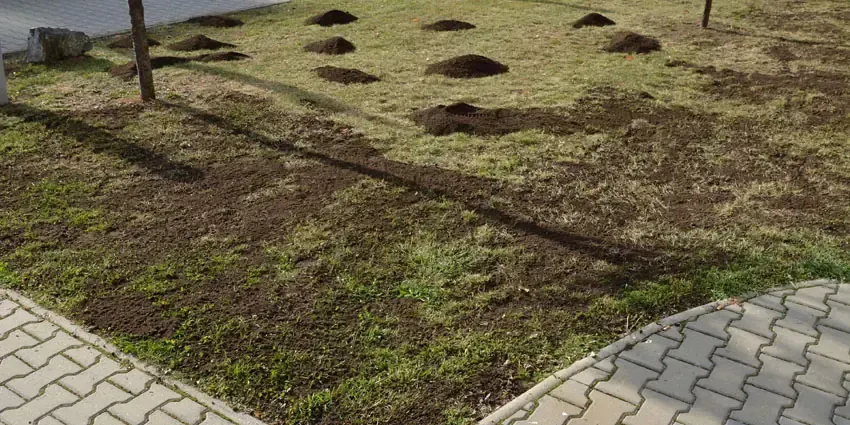There are a lot of mole holes in the grass.