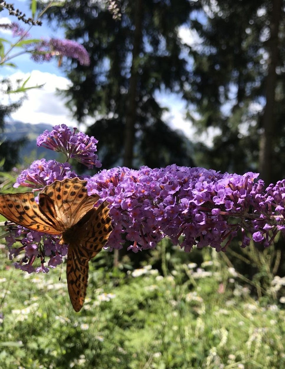 Vlinder op vlinderstruik in het bos