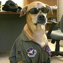 dog in sunglasses