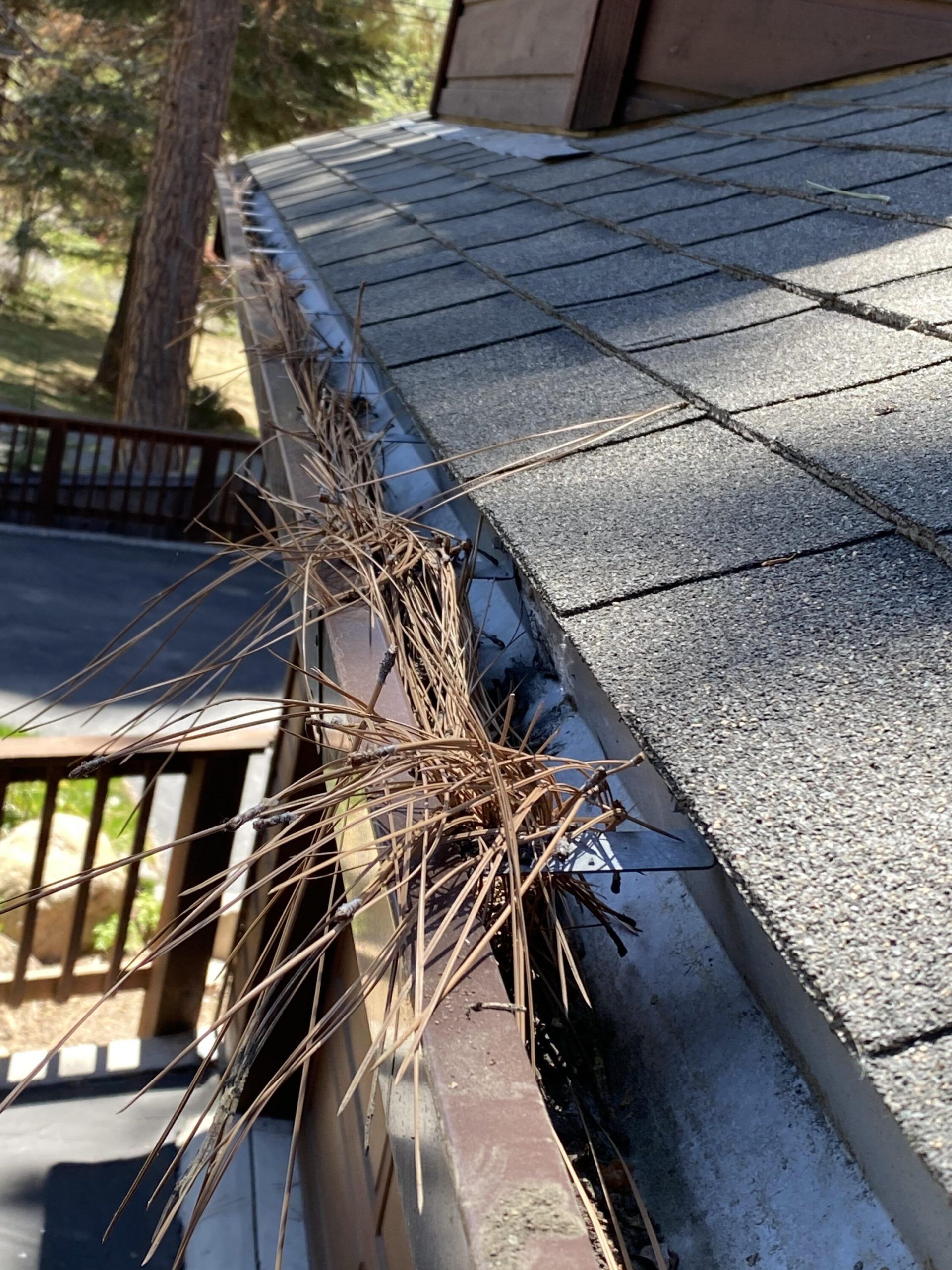 A close up of a gutter on a roof with branches sticking out of it.