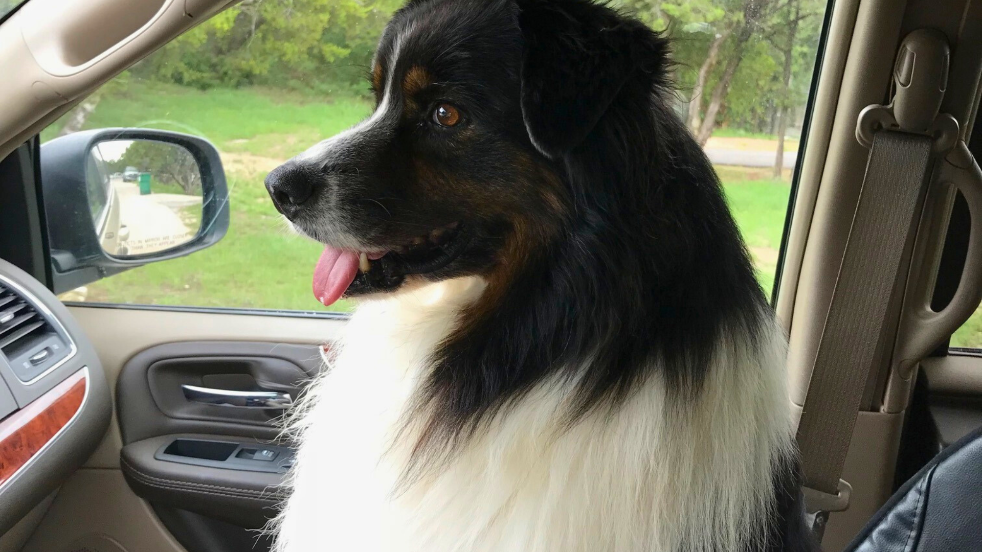 Madalay Australian Shepherd in a car