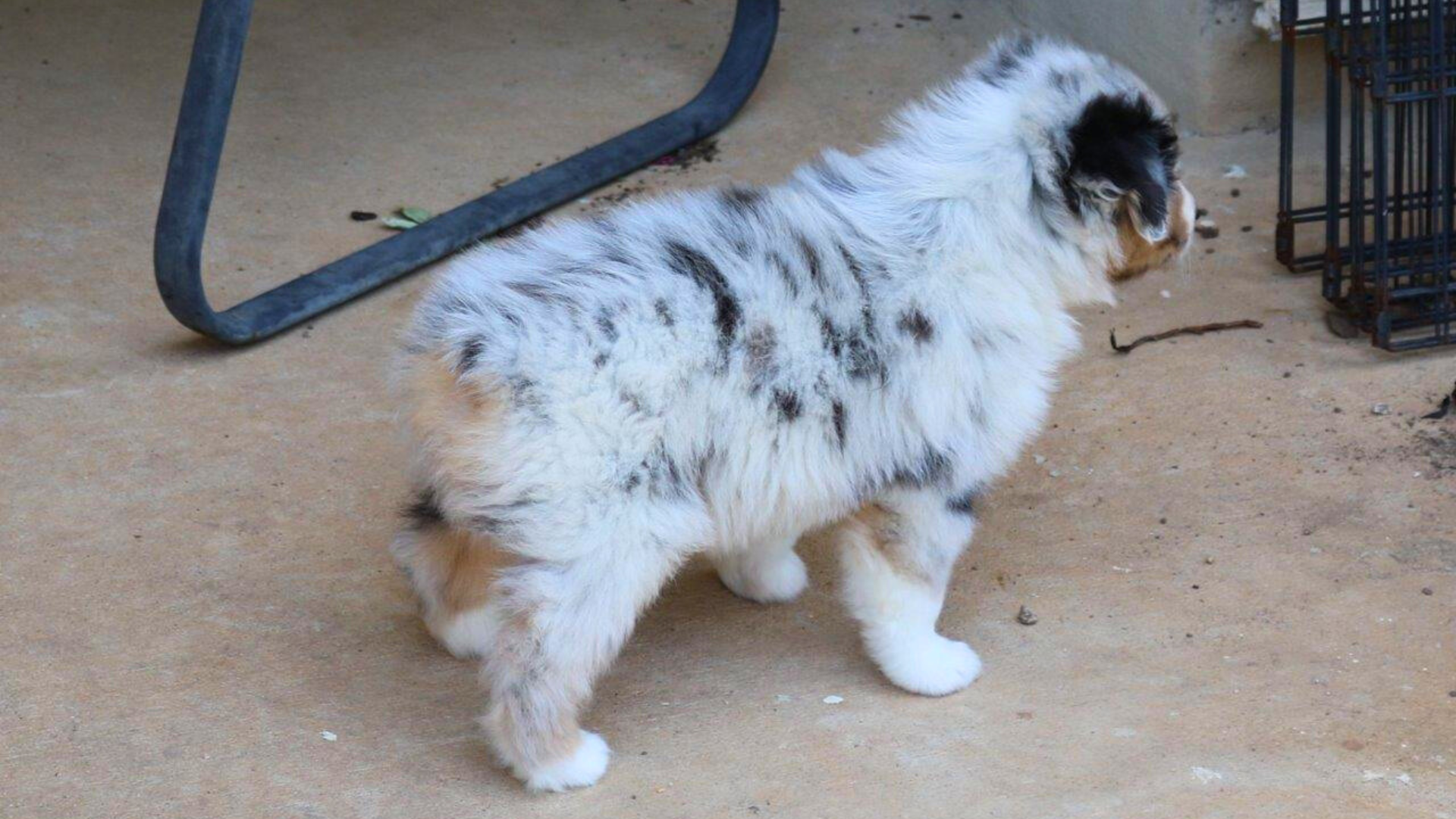 Madalay Australian Shepherd