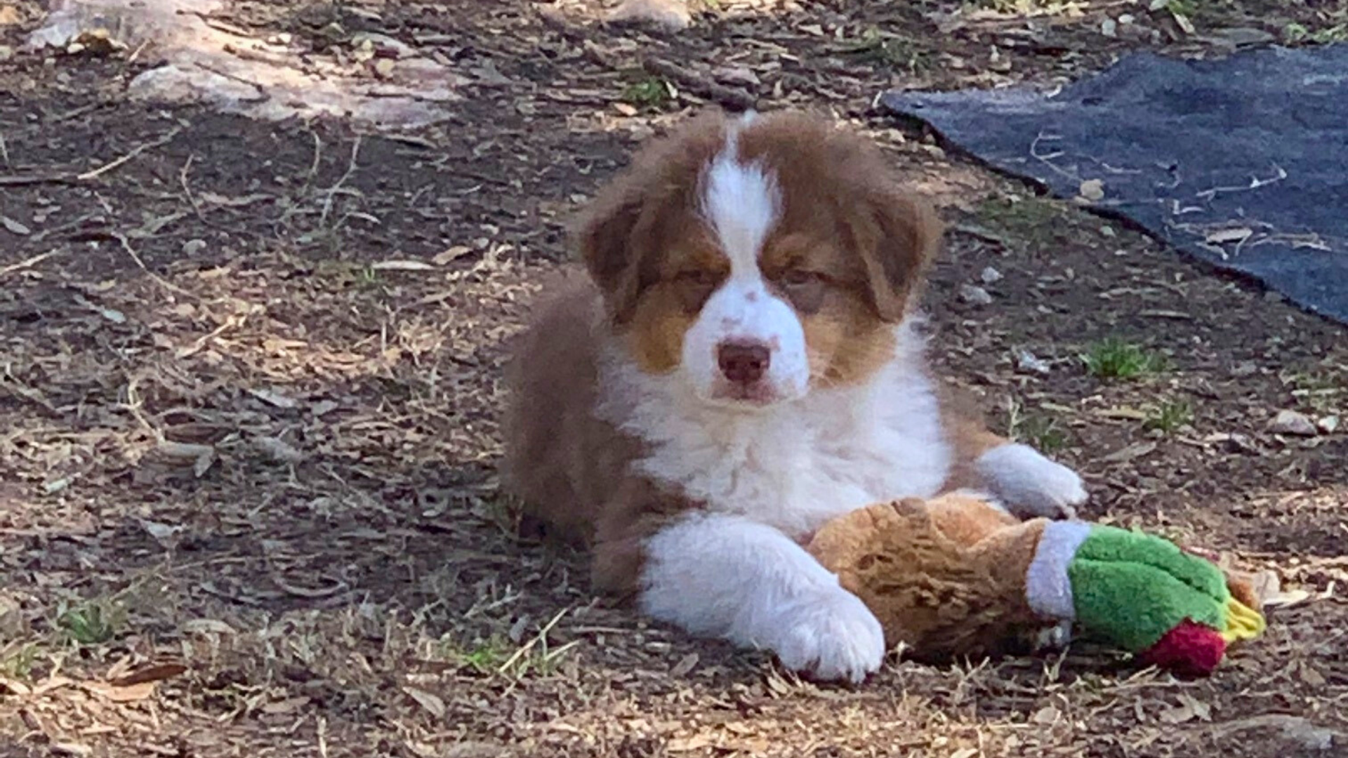 Madalay Australian Shepherd