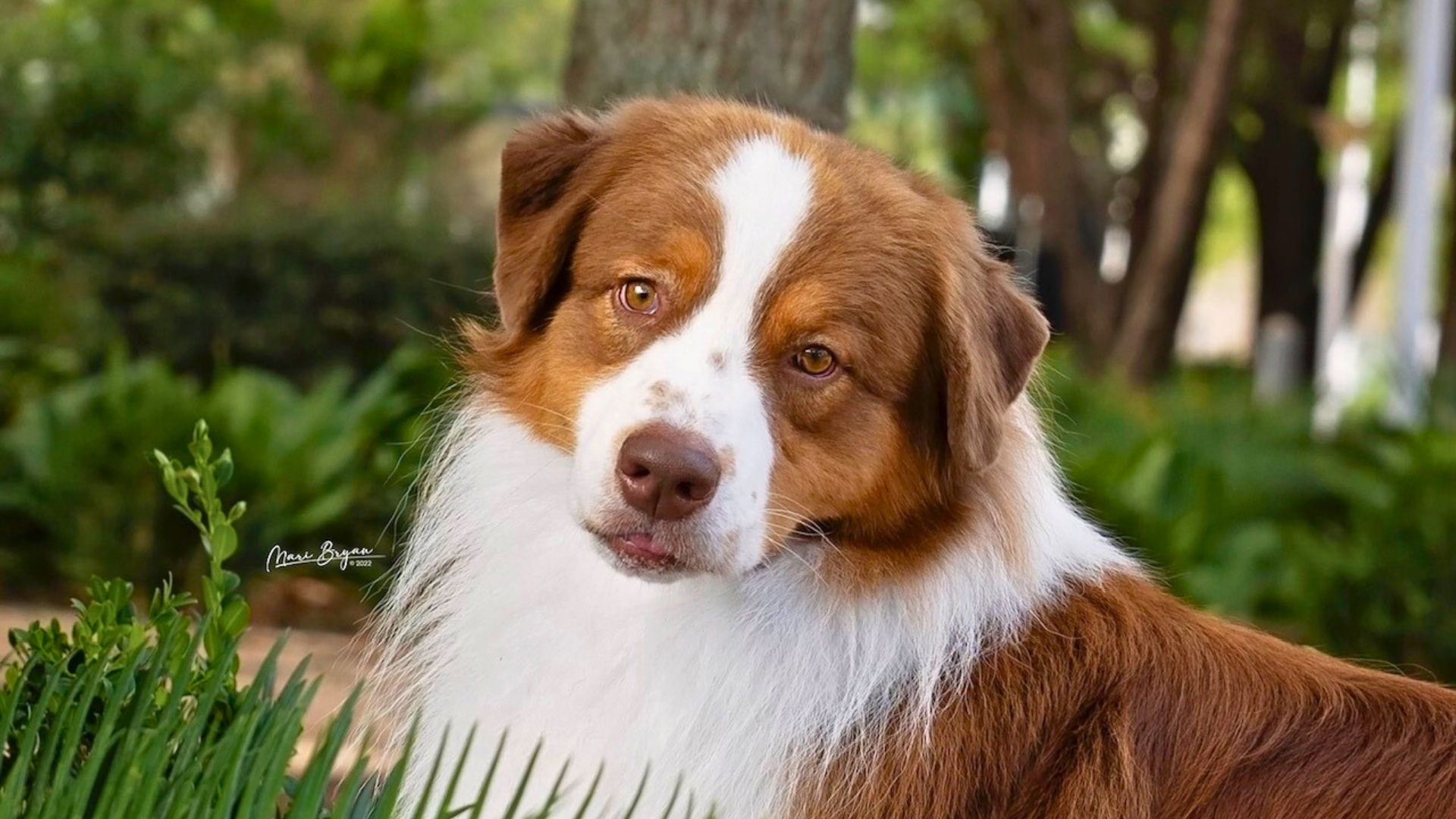 Australian shephard