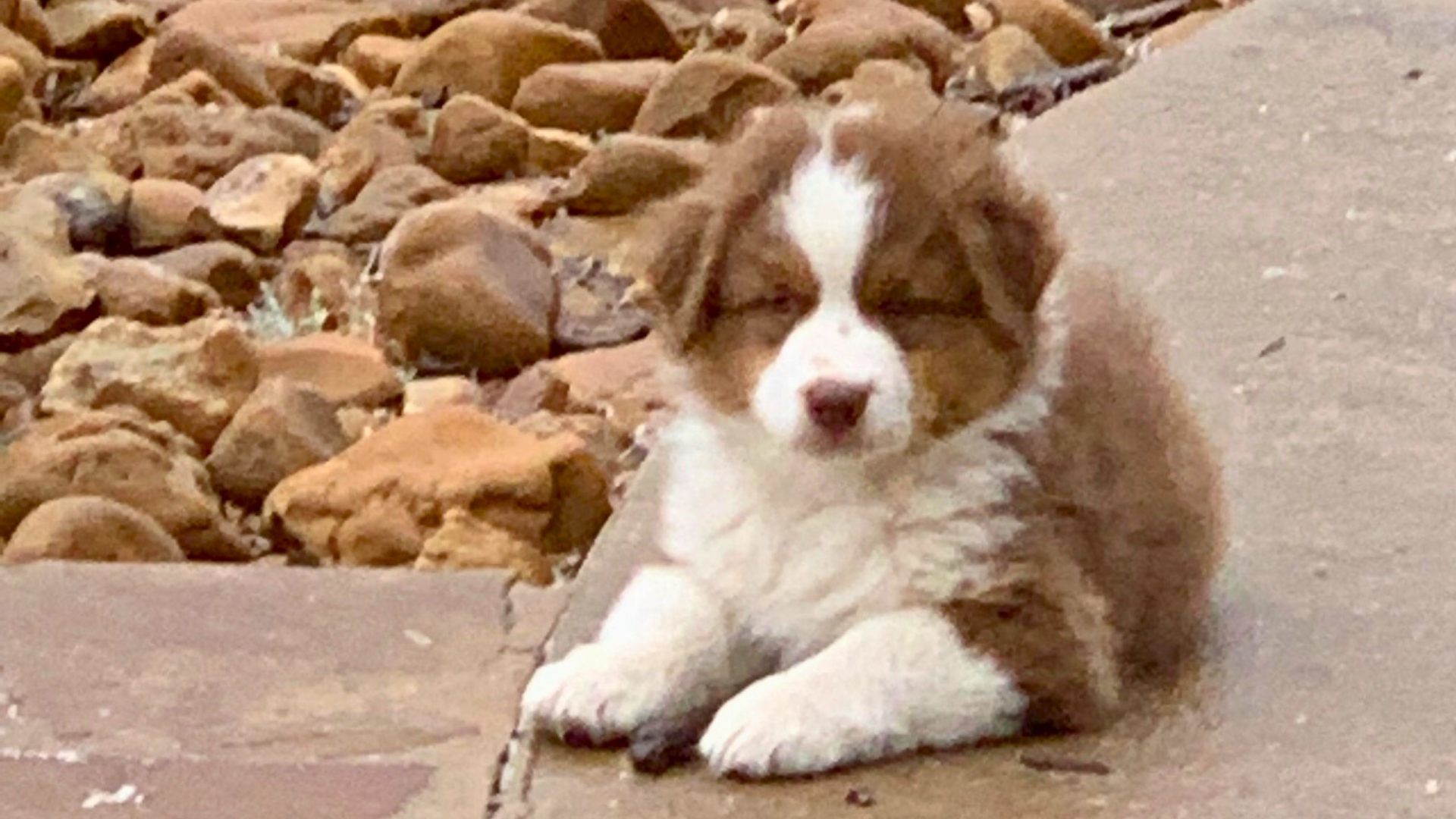 Madalay Australian Shepherd