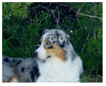 Australian shepherd