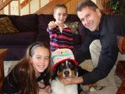 Australian shepherd adoped into a family
