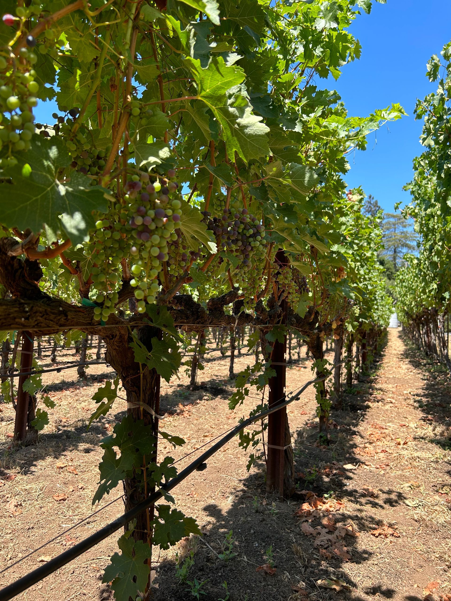 A bunch of grapes are growing on a vine in a vineyard.