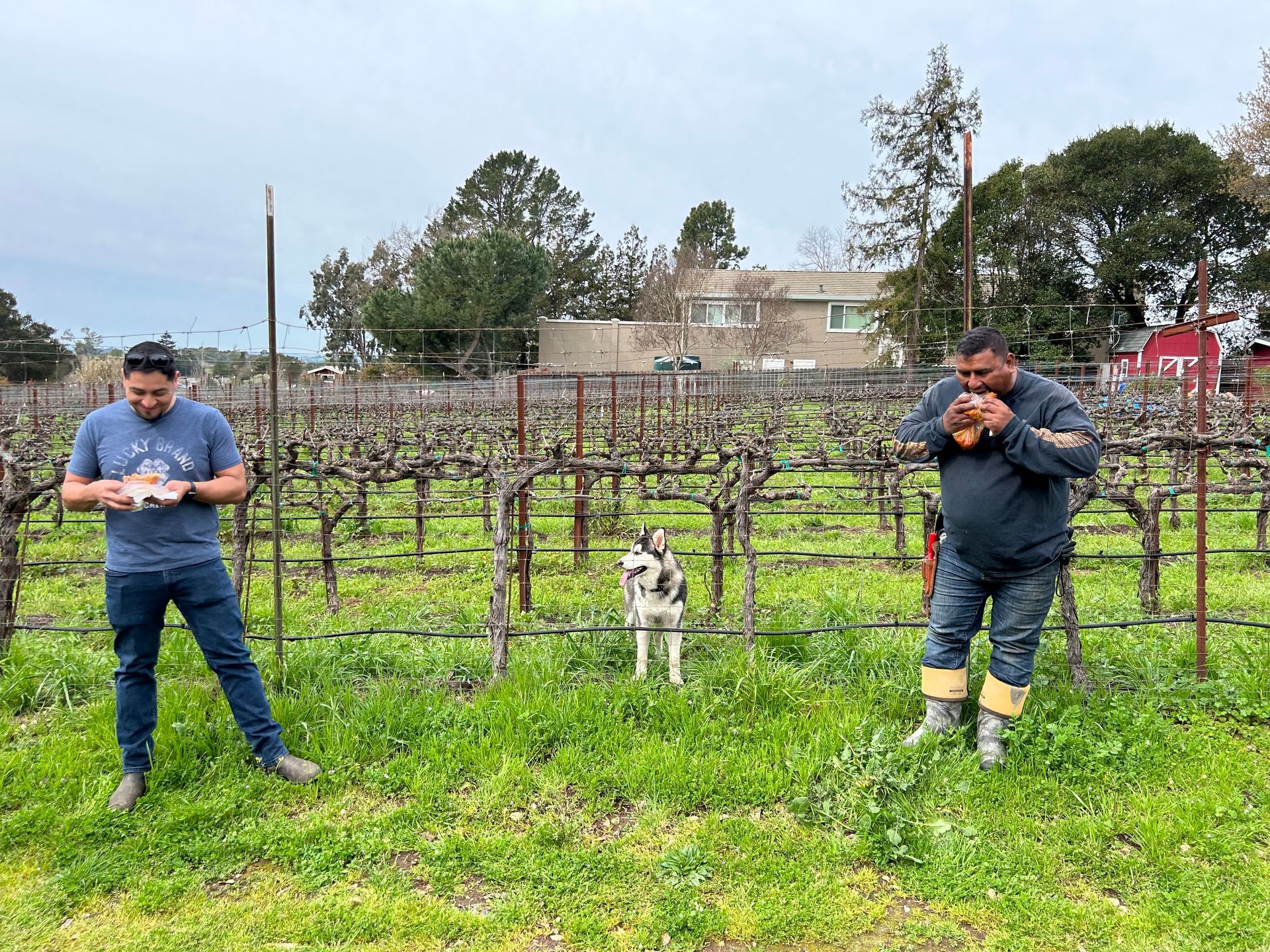 Two men and a dog are standing in a vineyard.