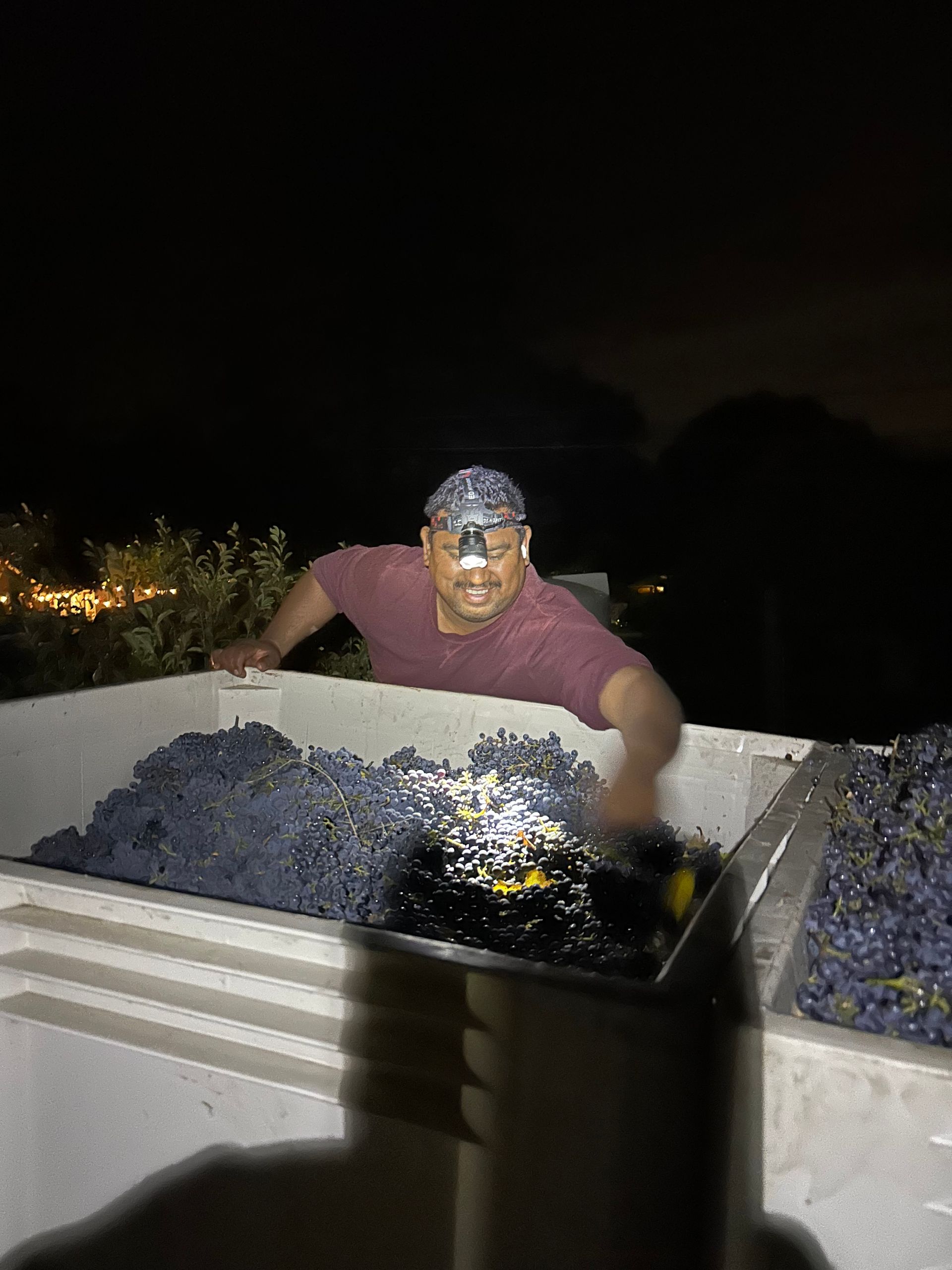 A man is standing in a bucket of grapes at night.