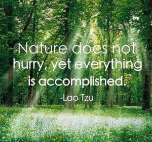 Lao Tzu quote
